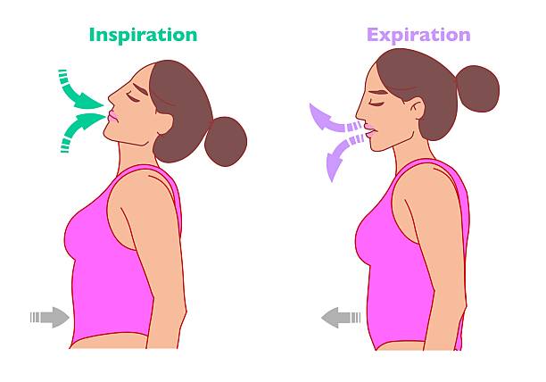 Diagram-inspired view of calm breathing posture